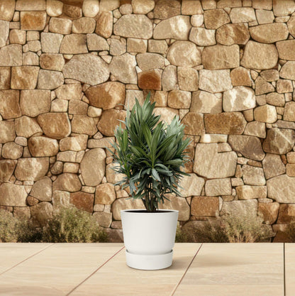 Buitenplant - Nerium Oleander struik - Rode bloem - Pot Ø 19cm Hoogte ↕ 70cm