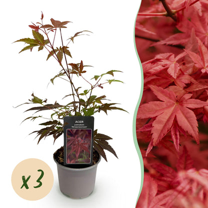 Buitenplant 3x Acer palmatum Atropurpureum - Pot Ø 12cm Hoogte ↕ 35cm