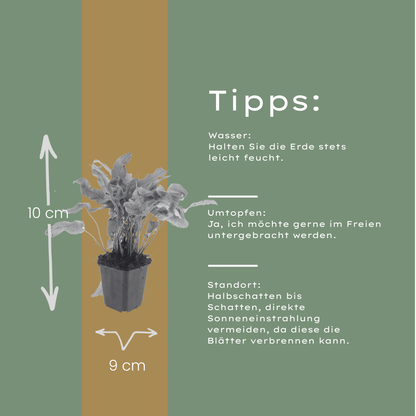 Buitenplant 48x Asplenium scolopendrium - Pot Ø 9cm Hoogte ↕ 10-25cm