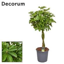 Kamerplant - Schefflera Compacta Nora Gevlochten Stam - Pot Ø 24cm Hoogte ↕ 90cm