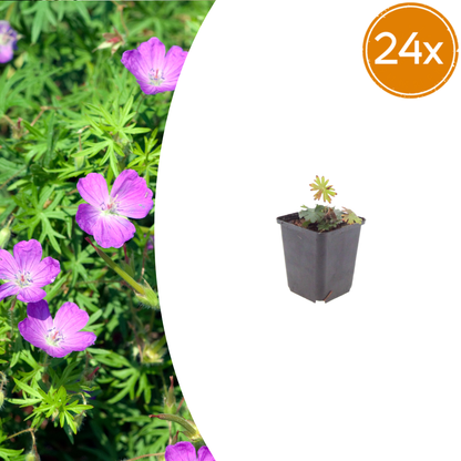 24x Geranium sanguineum - ↕10-25cm - Ø9cm