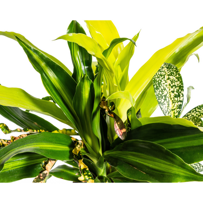 Kamerplant - Mixed Combo - Pot Ø 17cm Hoogte ↕ 55-65cm