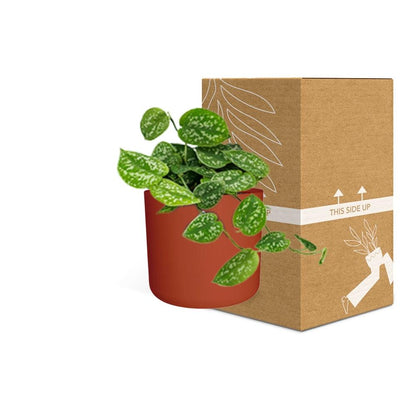 Kamerplant - Scindapsus Pictus 'Argyraeus' - Hangplant - Met sierpot - Pot Ø 14cm