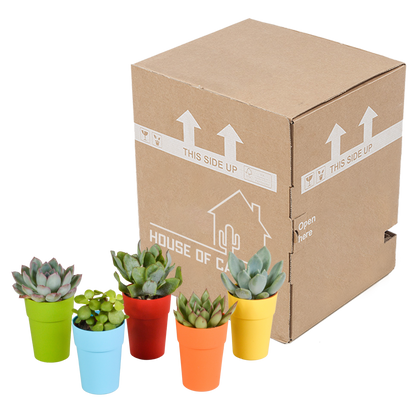 Kamerplant 5x Vetplanten mix - in gekleurde pot - Pot Ø 5.5cm