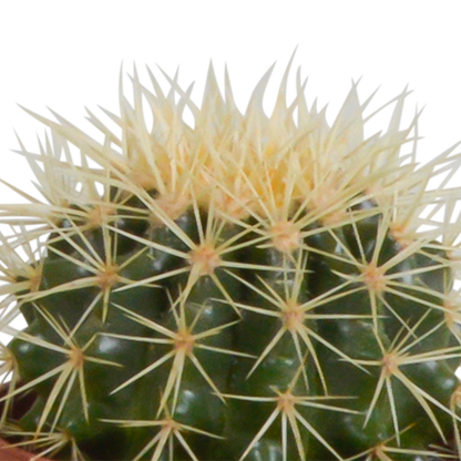 Kamerplant 3x Cactus mix - Zonder sierpot - Pot Ø 10.5cm