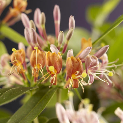 Buitenplant 2x Lonicera henryi - Bloeiend - Pot Ø 11cm Hoogte ↕ 40cm