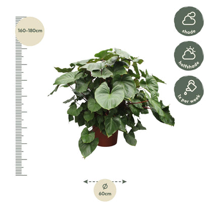 XL Kamerplant - Homalomena Rubescens 'Maggy' - Pot Ø 60cm Hoogte ↕ 170cm
