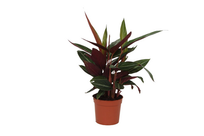 Kamerplant - Calathea Stripestar - Pot Ø 12cm Hoogte ↕ 40cm