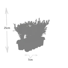 Buitenplant 24x Ilex crenata 'Jenny' - Winterhard - Pot Ø 7cm Hoogte ↕ 15cm