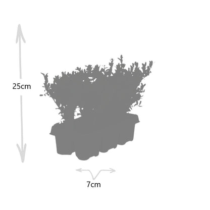 Buitenplant 24x Ilex crenata 'Jenny' - Winterhard - Pot Ø 7cm Hoogte ↕ 15cm