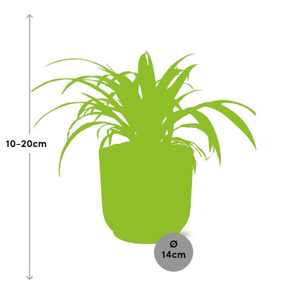 Kamerplant - Chlorophytum Comosum Variegatum - Pot Ø 14cm Hoogte ↕ 25cm