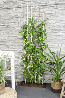 Buitenplant - Trachelospermum 'Star of Venice' - Toscaanse Jasmijn - Pot Ø 15cm Hoogte ↕ 65cm