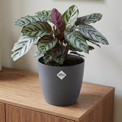 Pot - ELHO Brussels Rond 30cm - Antraciet