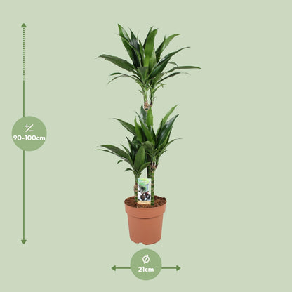 Kamerplant - Dracaena Janet Craig 60-30-15 - Pot Ø 21cm Hoogte ↕ 100cm