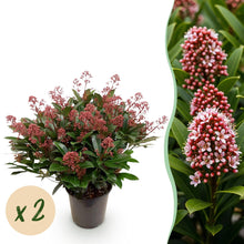 Buitenplant 2x Skimmia japonica Rubella - Bloeiend - Winterhard - Pot Ø 19cm Hoogte ↕ 60cm