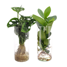Kamerplant 2x Monstera/Clusia in Cylinder glas - Pot Ø 12cm Hoogte ↕ 25-40cm