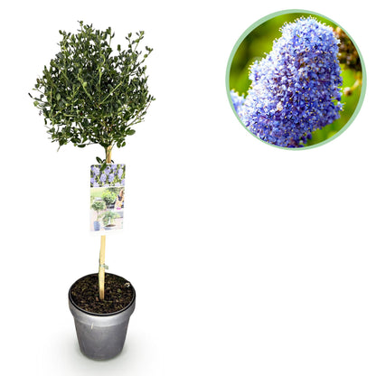 Buitenplant - Ceanothus impressus Victoria - Winterhard - Pot Ø 19cm Hoogte ↕ 90cm