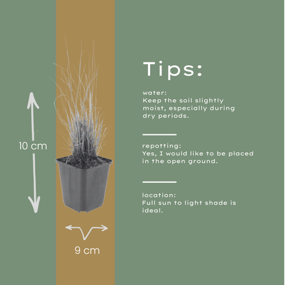 Buitenplant 6x Calamagrostis brachytricha - Pot Ø 9cm Hoogte ↕ 10-25cm