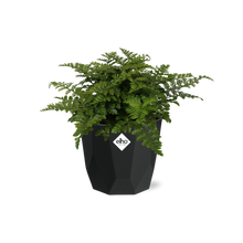 Kamerplant - Asplenium Parvati - Pot Ø 14cm