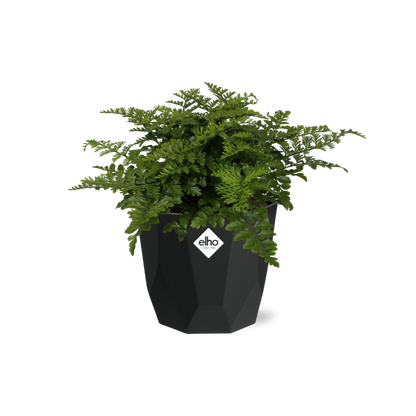 Kamerplant - Asplenium Parvati - Pot Ø 14cm