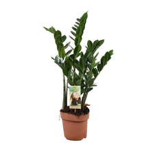 Kamerplant - Zamioculcas Zamiifolia - Pot Ø 17cm Hoogte ↕ 70cm