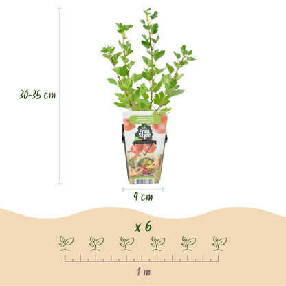 Buitenplant 3x Ribes uva-crispa 'Hinnonmaki Röd' - Winterhard - Fruitplant - Pot Ø 9cm Hoogte ↕ 30-60cm