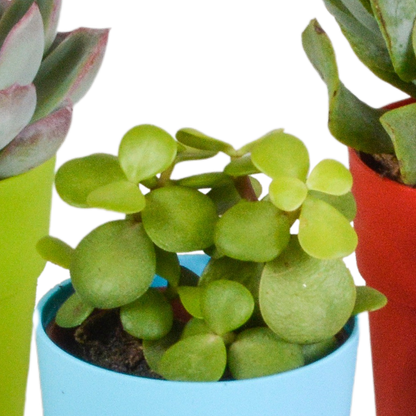 Kamerplant 5x Vetplanten mix - in gekleurde pot - Pot Ø 5.5cm