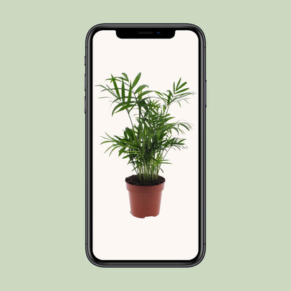 Kamerplant - Chamaedorea Elegans - Mexicaanse Bergpalm - Pot Ø 12cm Hoogte ↕ 40cm