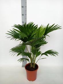 Kamerplant - Livistona Rotundifolia - Pot Ø 17cm Hoogte ↕ 70cm