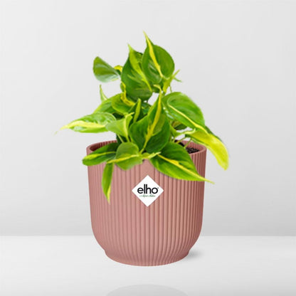 Kamerplant - Philodendron Scandens 'Brasil' - Pot Ø 14cm