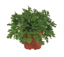 Kamerplant - Pelargonium Citrosa - Pot Ø 12cm Hoogte ↕ 18cm