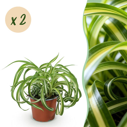 Green boutiQ - Kamerplant - Chlorophytum comosum Bonnie - Krullende Graslelie - Huisdiervriendelijk - Bont - 2 Planten - Pot 12cm - Hoogte 20-25cm