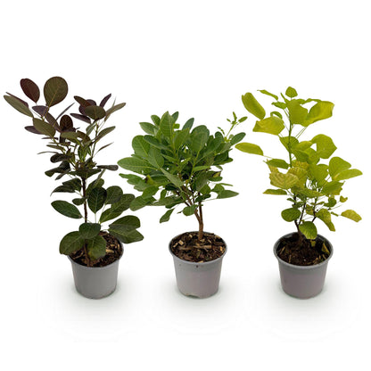 Buitenplant 3x Cotinus coggygria 'Tricolour' - Pot Ø 12cm Hoogte ↕ 35cm