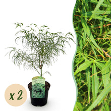 Buitenplant 2x Acer palmatum 'Koto-no-ito' - Pot Ø 19cm Hoogte ↕ 70cm