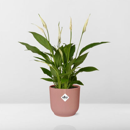 Kamerplant - Spathiphyllum Torelli - Pot Ø 14cm Hoogte ↕ 12cm