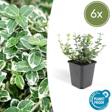 Buitenplant 6x Euonymus fort. 'Emerald Gaiety' - Pot Ø 9cm Hoogte ↕ 10-25cm