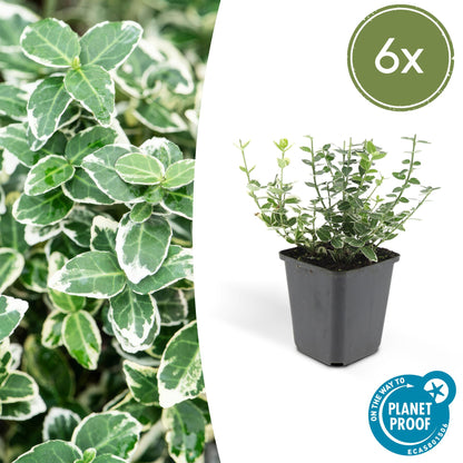 Buitenplant 6x Euonymus fort. 'Emerald Gaiety' - Pot Ø 9cm Hoogte ↕ 10-25cm
