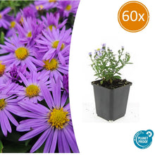 Buitenplant 60x Aster (D) 'Prof. Anton Kippenberg' - Bloeiend - Pot Ø 9cm Hoogte ↕ 10-25cm
