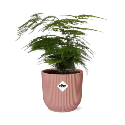 Kamerplant - Asparagus Setaceus 'Plumosus' - Pot Ø 14cm Hoogte ↕ 30-45cm