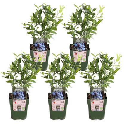 Buitenplant 5x Vaccinium corymbosum 'Brigitta Blue' - Pot Ø 13cm Hoogte ↕ 45cm