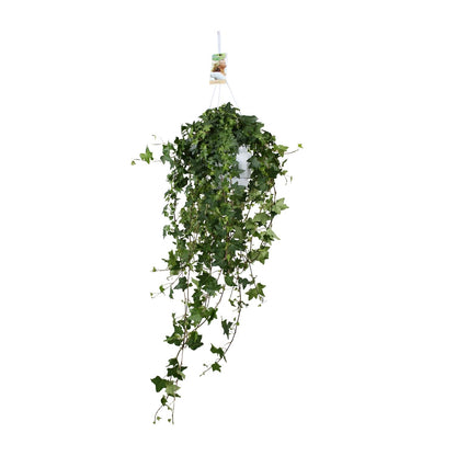 Kamerplant - Hedera Helix Pitsburg - Hangplant XXL - Pot Ø 17cm Hoogte ↕ 90cm