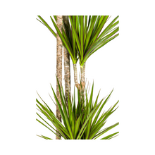 XL kamerplant - Dracaena Marginata Green - Pot Ø 27cm Hoogte ↕ 170-190cm