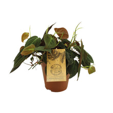 Kamerplant - Philodendron Micans - Pot Ø 15cm Hoogte ↕ 40cm