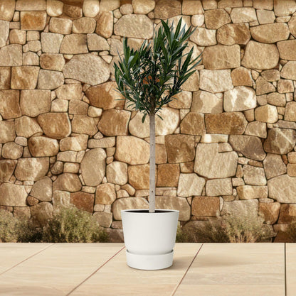 Buitenplant - Nerium Oleander op stam met rode bloem - Pot Ø 30cm Hoogte ↕ 170cm