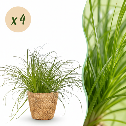 Kamerplant 4x Cyperus alternifolius Zumula - Kattengras - Pot Ø 12cm Hoogte ↕ 20cm