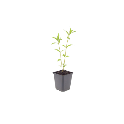 24x Kalimeris incisa 'Blue Star' - ↕10-25cm - Ø9cm
