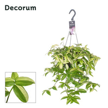 Kamerplant - Tradescantia Yellow Hill - Pot Ø 17cm Hoogte ↕ 40cm