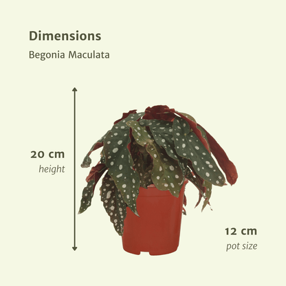 Kamerplant 2x Begonia Maculata - Bladbegonia - Pot Ø 12cm Hoogte ↕ 20cm