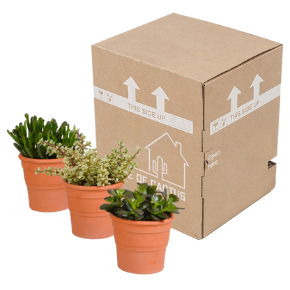 Kamerplant 3x Crassula mix - In terracotta pot - Pot Ø 10,5cm