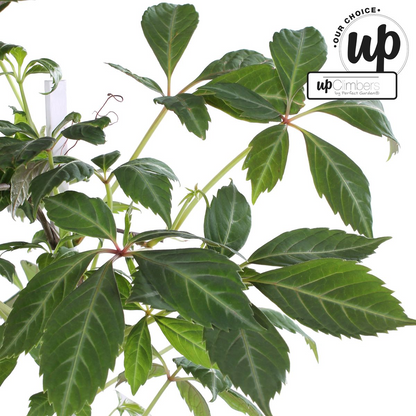 Buitenplant - Parthenocissus henryana - Chinese Wilde Wingerd - Pot Ø 15cm Hoogte ↕ 65cm